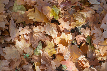autumn leaves background
