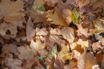 autumn leaves on the ground