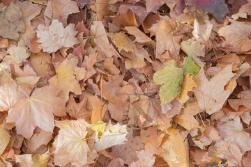 autumn leaves background