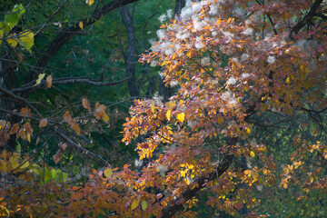 autumn leaves on the ground