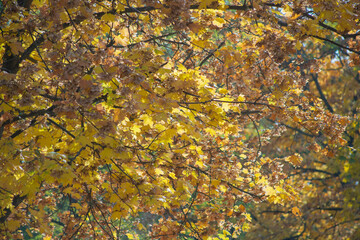 autumn leaves background