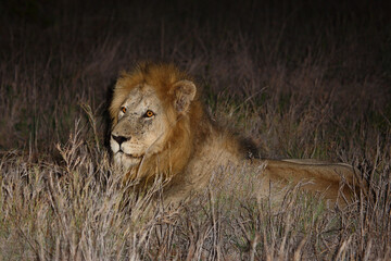 Afrikanischer Löwe / African lion / Panthera leo....