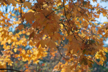 autumn leaves in the sun