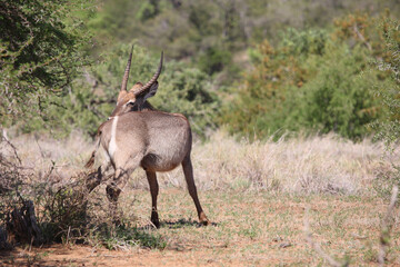 Wasserbock / Waterbuck / Kobus ellipsiprymnus