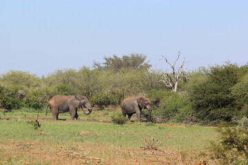 Fototapeta premium Afrikanischer Elefant / African elephant / Loxodonta africana