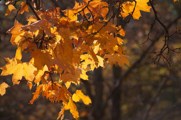 autumn leaves on the ground