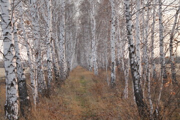 trees in winter