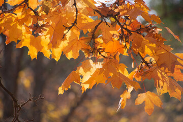 autumn leaves in the forest