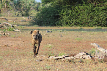 Tüpfelhyäne / Spotted hyaena / Crocuta crocuta...