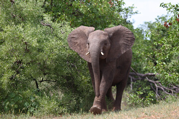 Afrikanischer Elefant / African elephant / Loxodonta africana