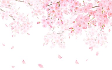 美しく華やかな満開の桜の花と花びら舞い散る春の水彩画白バック背景ベクターイラスト