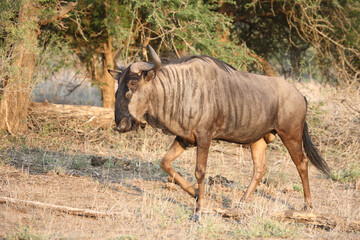 Streifengnu / Blue wildebeest / Connochaetes taurinus