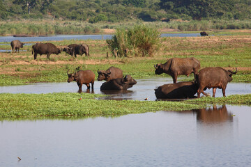 Naklejka na ściany i meble Kaffernbüffel am Sabie River / African buffalo at Sabie River / Syncerus caffer