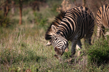 Steppenzebra / Burchell's zebra / Equus burchellii.