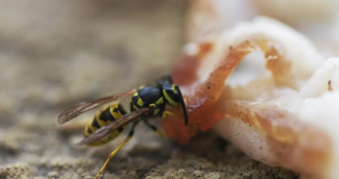 Striped Wasp Collecting Food For Larvae