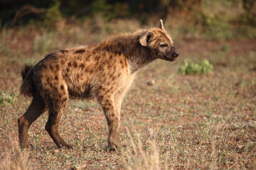 Tüpfelhyäne / Spotted hyaena / Crocuta crocuta..