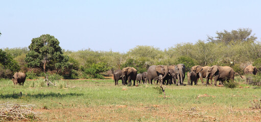 Fototapeta na wymiar Afrikanischer Elefant und Breitmaulnashorn / African elephant and Square-lipped rhinoceros / Loxodonta africana et Ceratotherium simum