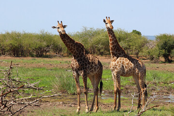 Giraffe / Giraffe / Giraffa camelopardalis