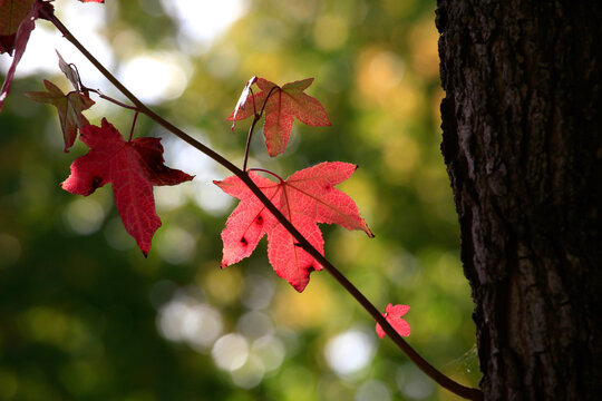 Red autumn branch of American sweetgum (Liquidambar styraciflua)
