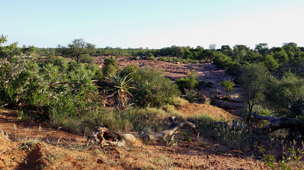 Afrikanischer Busch - Krügerpark - Red Rocks / African Bush - Kruger Park - Red Rocks /