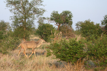 Großer Kudu / Greater kudu / Tragelaphus strepsiceros