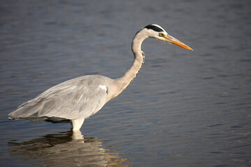 Afrikanischer Graureiher / Grey heron / Ardea cinerea