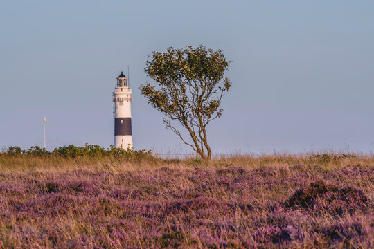 Single tree in Braderuper Heide nature reserve with Kampen Lighthouse in background