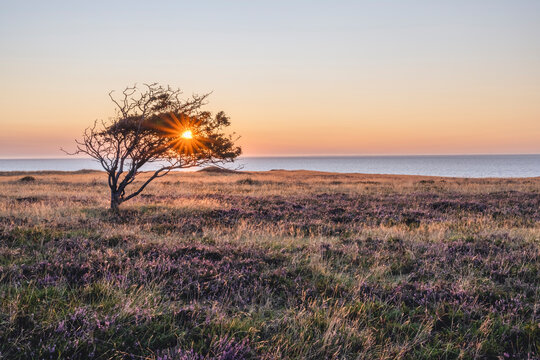 Single tree in Braderuper Heide nature reserve at sunset