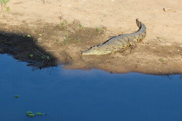 Nilkrokodil / Nile crocodile / Crocodylus niloticus
