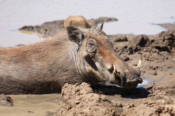 Fototapeta premium Warzenschwein / Warthog / Phacochoerus africanus