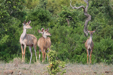 Großer Kudu / Greater kudu / Tragelaphus strepsiceros......