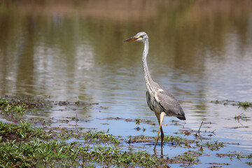 Afrikanischer Graureiher / Grey heron / Ardea cinerea