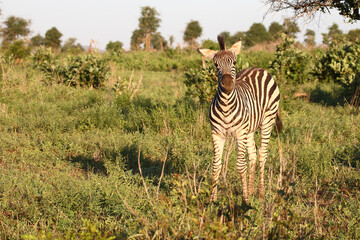 Obraz premium Steppenzebra / Burchell's zebra / Equus burchellii.