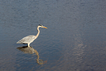 Afrikanischer Graureiher / Grey heron / Ardea cinerea