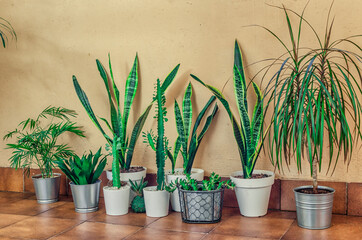 Group of plants. Sansevieria, dracaena, aloe, areca palm, euphorbia trigon