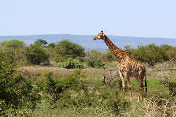 Giraffe / Giraffe / Giraffa camelopardalis