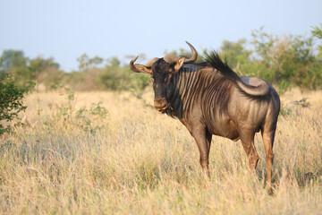 Streifengnu / Blue wildebeest / Connochaetes taurinus