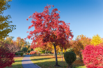 Rowan tree with berries clusters in autumn park against sky