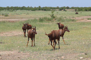 Leierantilope oder Halbmondantilope / Common tsessebe / Damaliscus lunatus