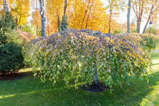 Ornamental weeping birch tree 'Youngii' in autumn park
