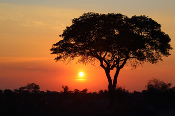 Sonnenuntergang Krüger Park Südafrika / Sundown Kruger Park South Africa /