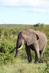Fototapeta na wymiar Afrikanischer Elefant / African elephant / Loxodonta africana