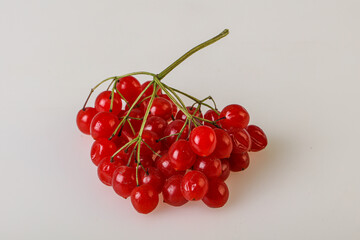 Red tasty and juicy Viburnum berries