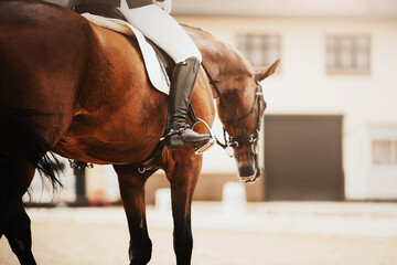 A rear view of a beautiful bay horse with a dark tail and a rider in the saddle, which is trotting...
