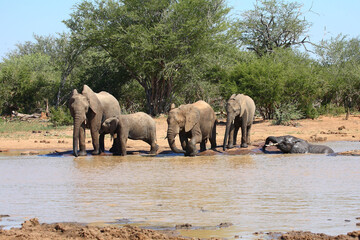 Afrikanischer Elefant / African elephant / Loxodonta africana