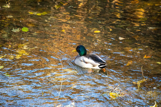 Wild duck in the river in the autumn park