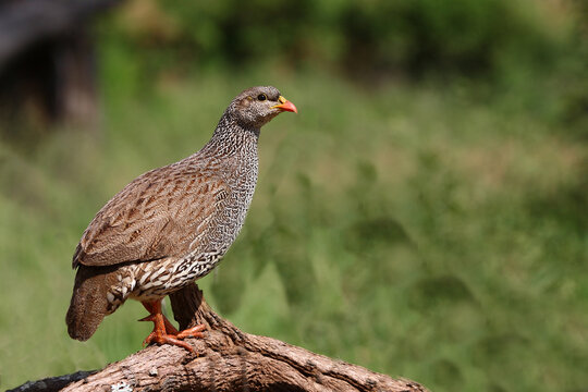 Natalfrankolin / Natal francolin / Francolinus natalensis.