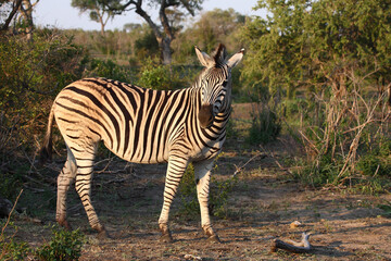 Steppenzebra / Burchell's zebra / Equus burchellii