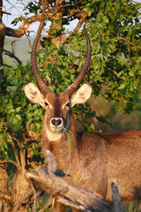 Naklejka premium Wasserbock / Waterbuck / Kobus ellipsiprymnus