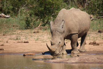 Obraz premium Breitmaulnashorn / Square-lipped rhinoceros / Ceratotherium Simum